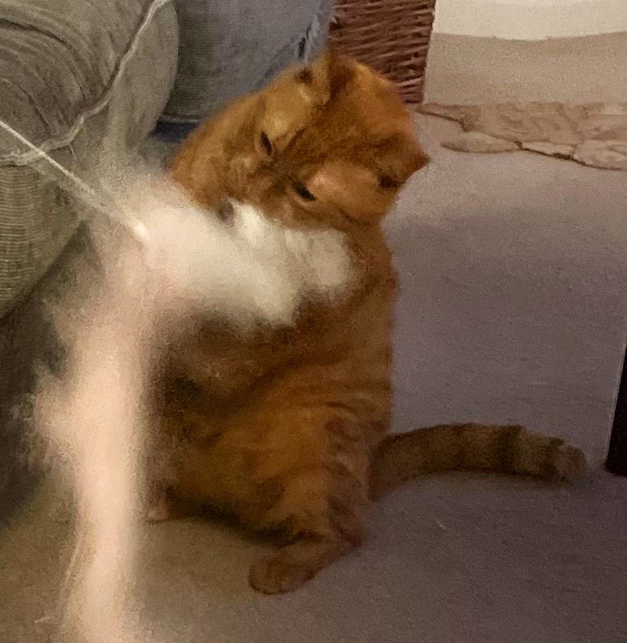 JacKTheGingerCat 🐾🐾 tweet media