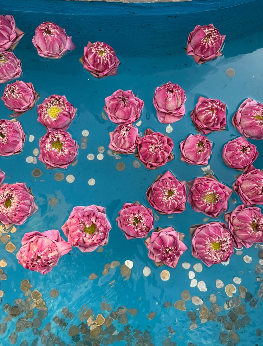 ดอกบัวจ๋วยย