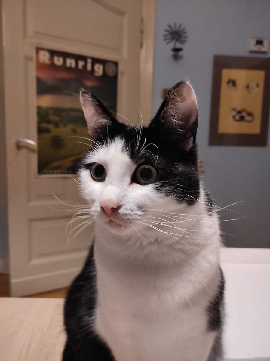 Rockkitties tweet media