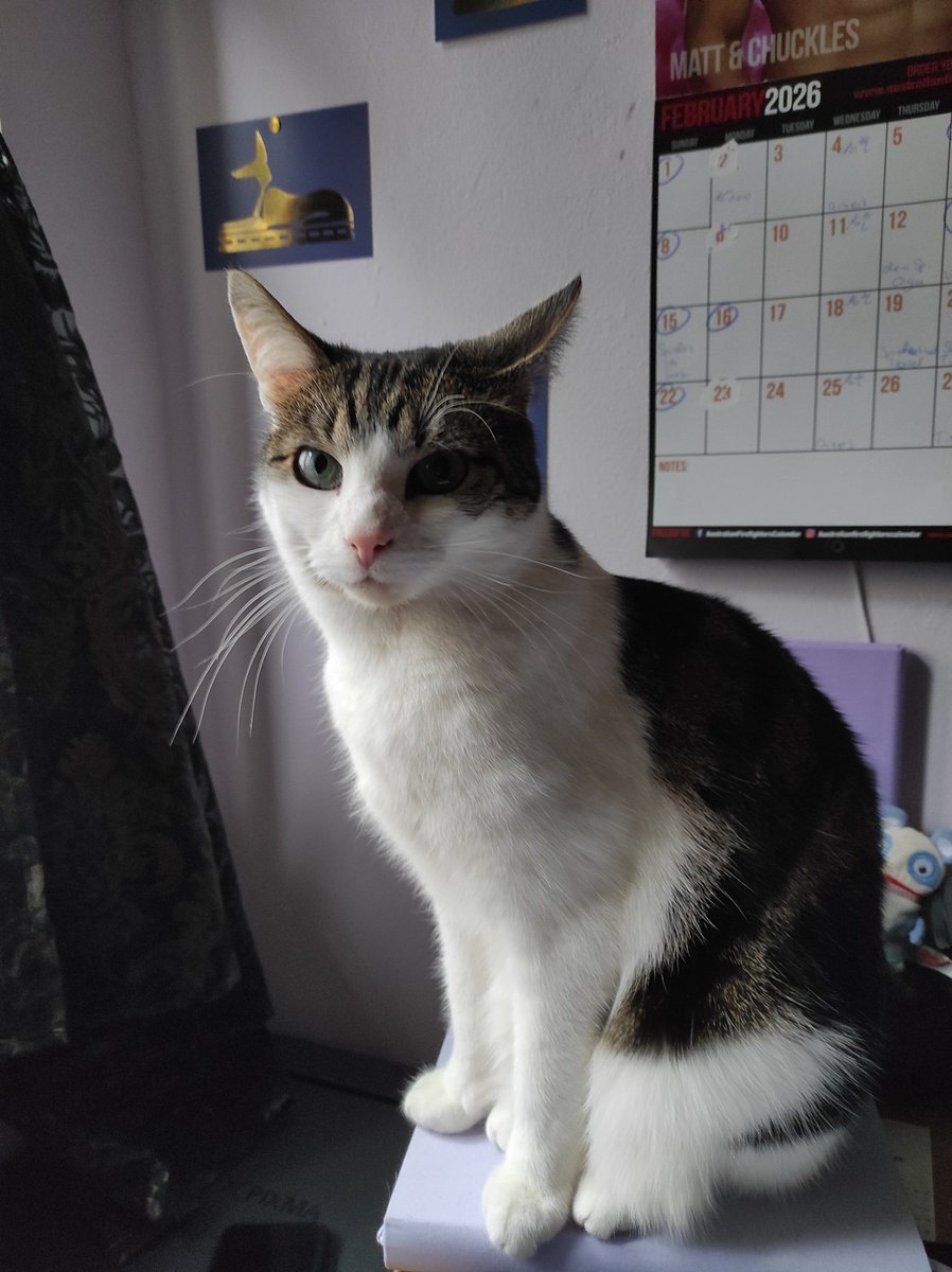 Rockkitties tweet media