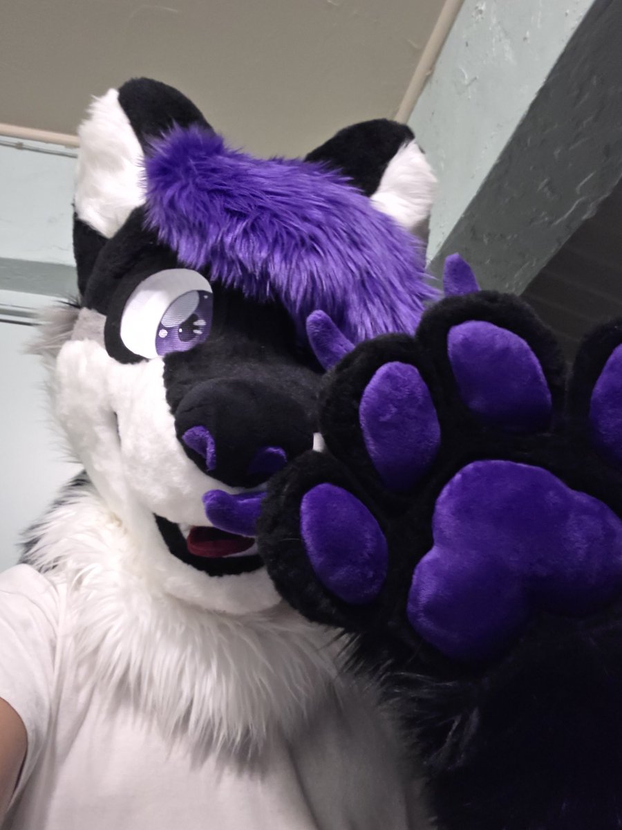 Twilight Husky tweet media