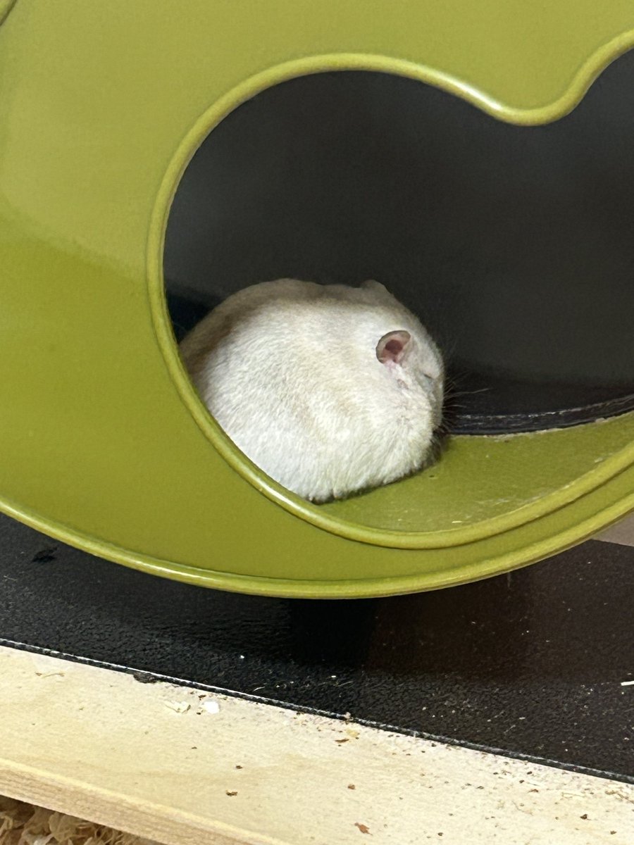 쪼랭🎶(호떡이 입양 예약 완) tweet media