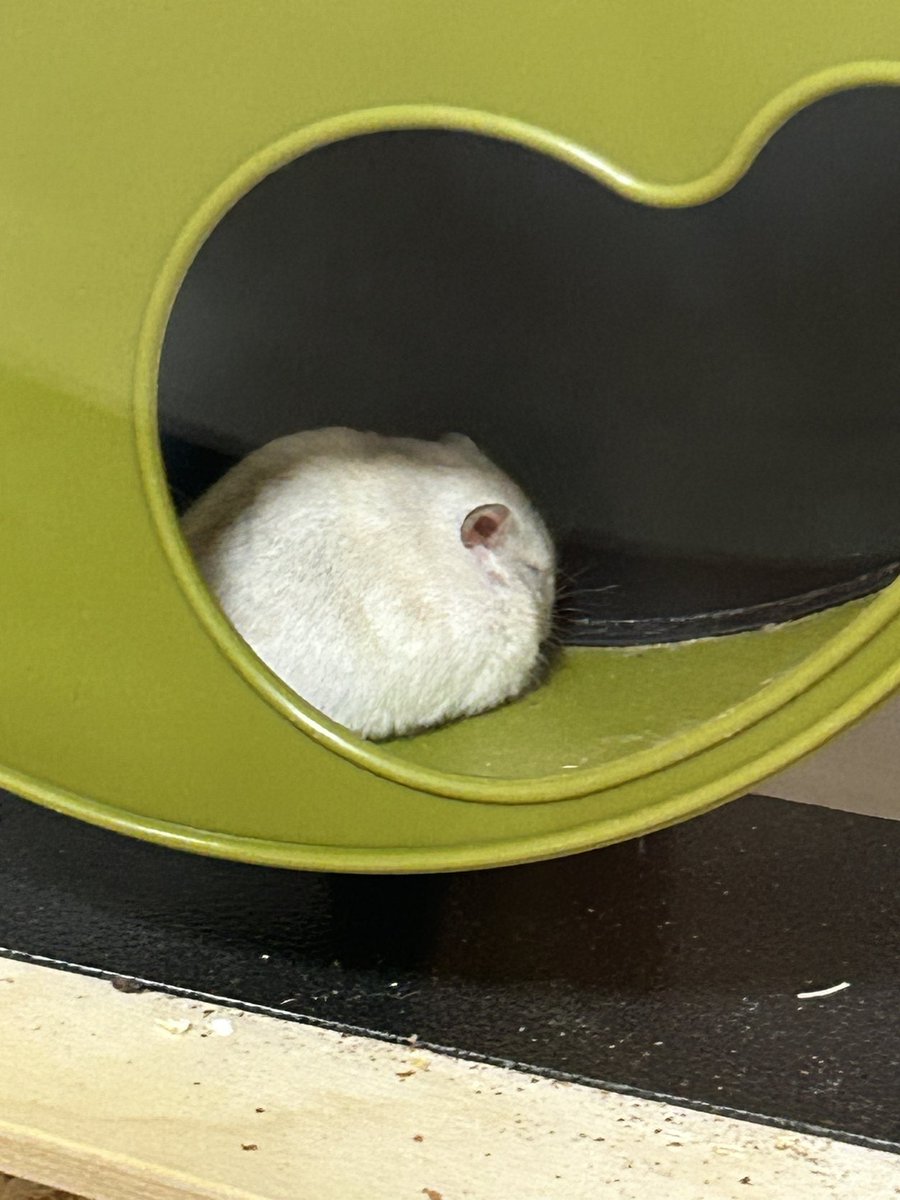 쪼랭🎶(호떡이 입양 예약 완) tweet media