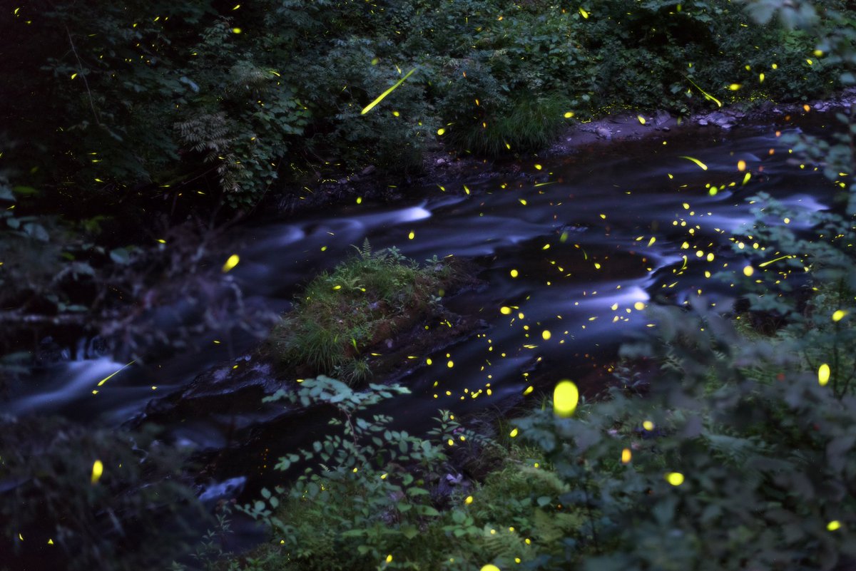 crossing off days on the calendar until the fireflies come back to me