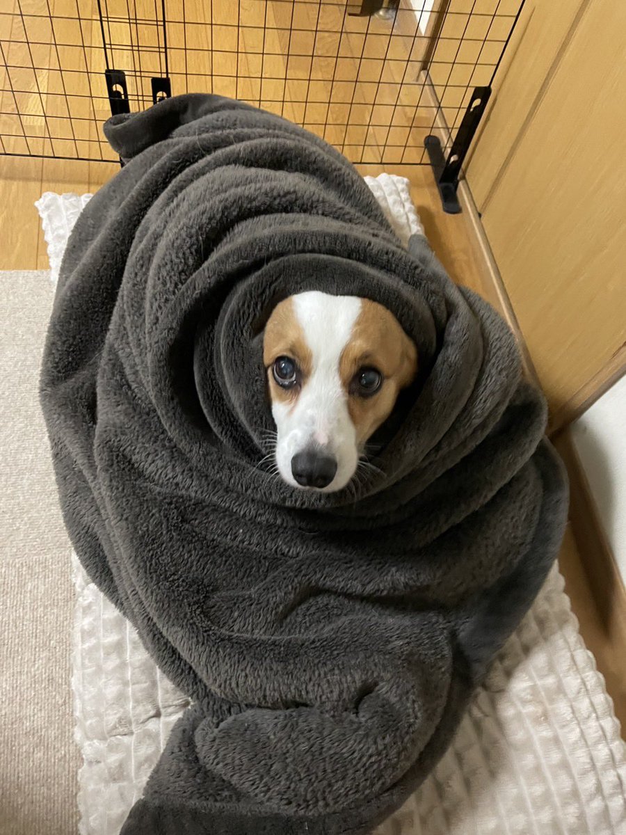 ぐるぐる巻きで
おやすみなさい
#コーギー
