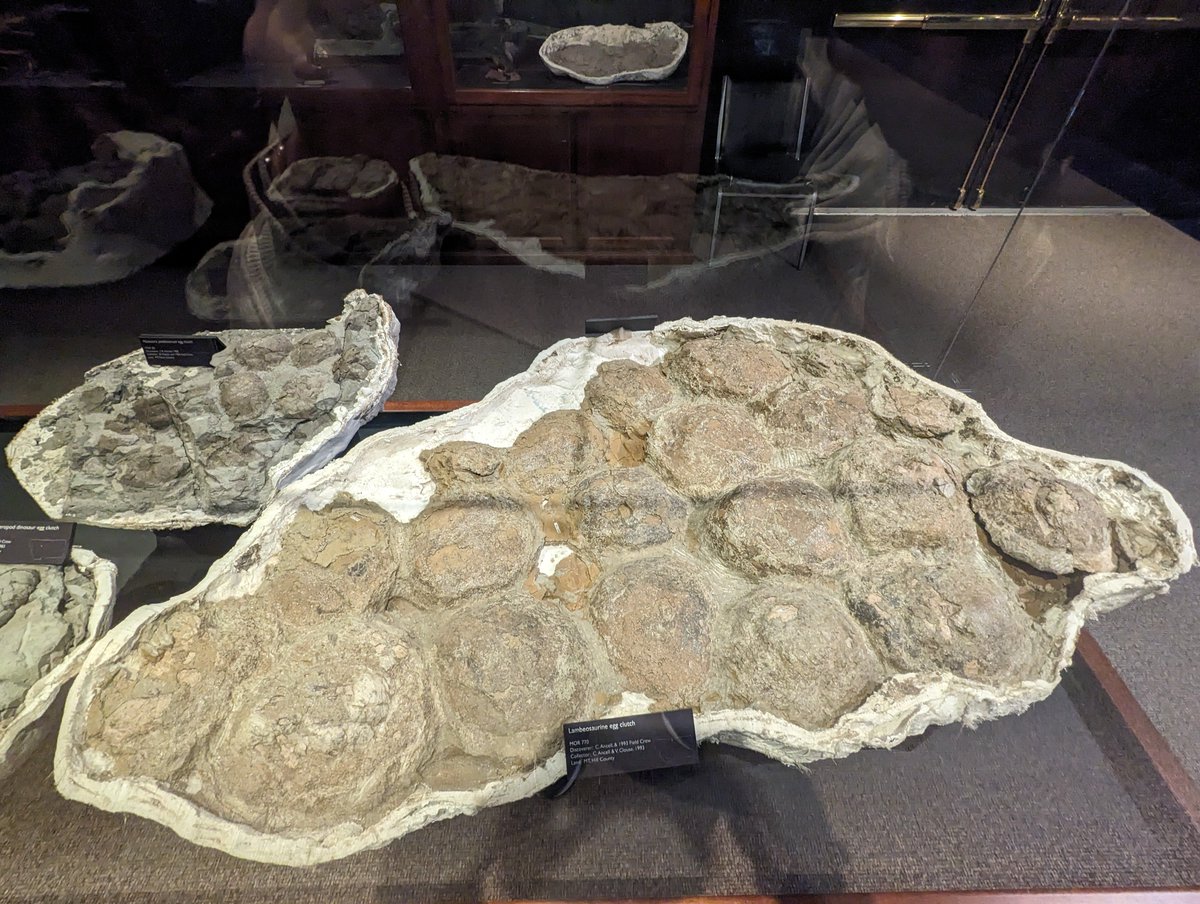 ロッキー博物館より、ハドロサウルス類（植物食性恐竜）の卵化石