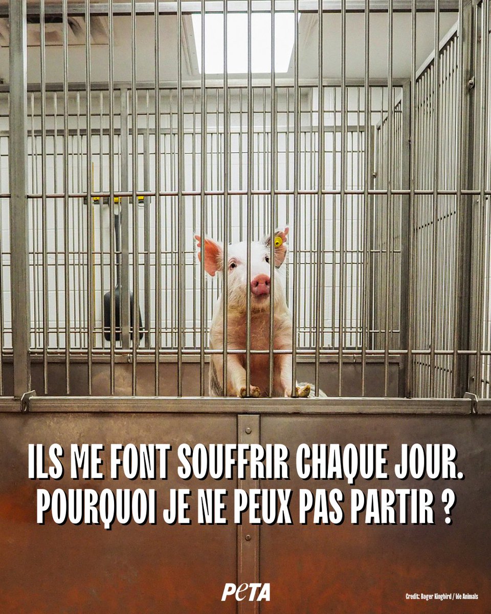 ➡️ 11 758 procédures scientifiques utilisant des cochons en France en 2024. 💔

La France continue à faire appel à des pratiques moyenâgeuses, mutilant et tuant des animaux pour la « science ».

✍️ Il est temps de mettre fin à l'expérimentation animale : petafr.vg/37d