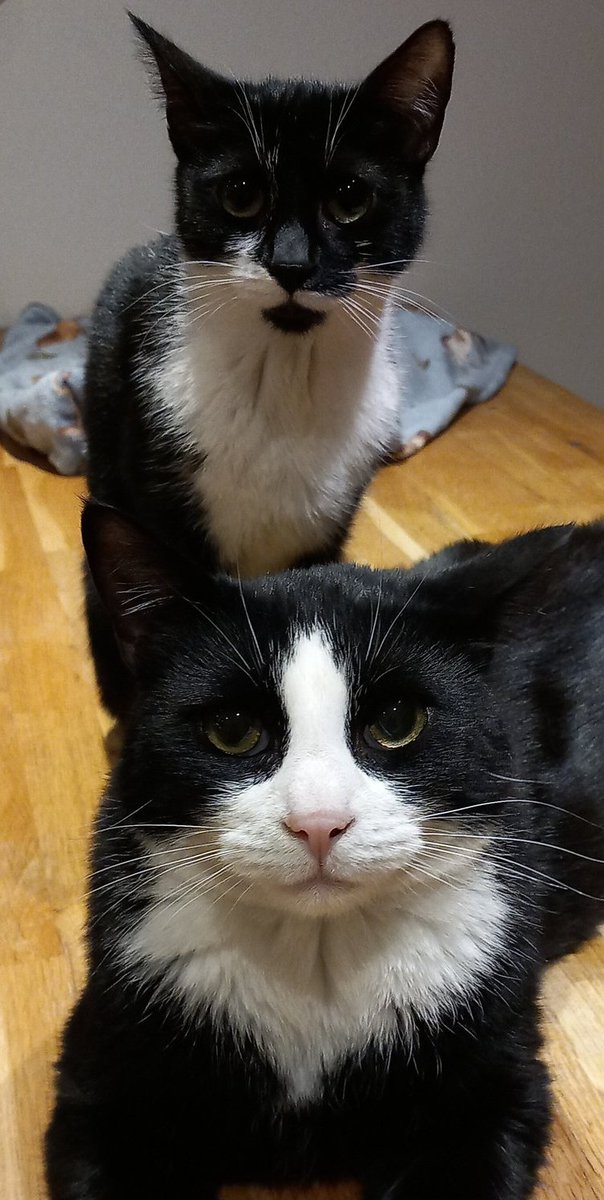 SusanCalman's tweet photo. Susan's #CatsOfTheDay are Tina and Dino.

Thank you @KfmKay for sharing this pic! https://t.co/zb05cLgiNj