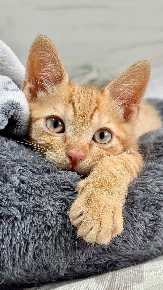 DailyCatsX's tweet photo. https://t.co/pKe6HWo67H