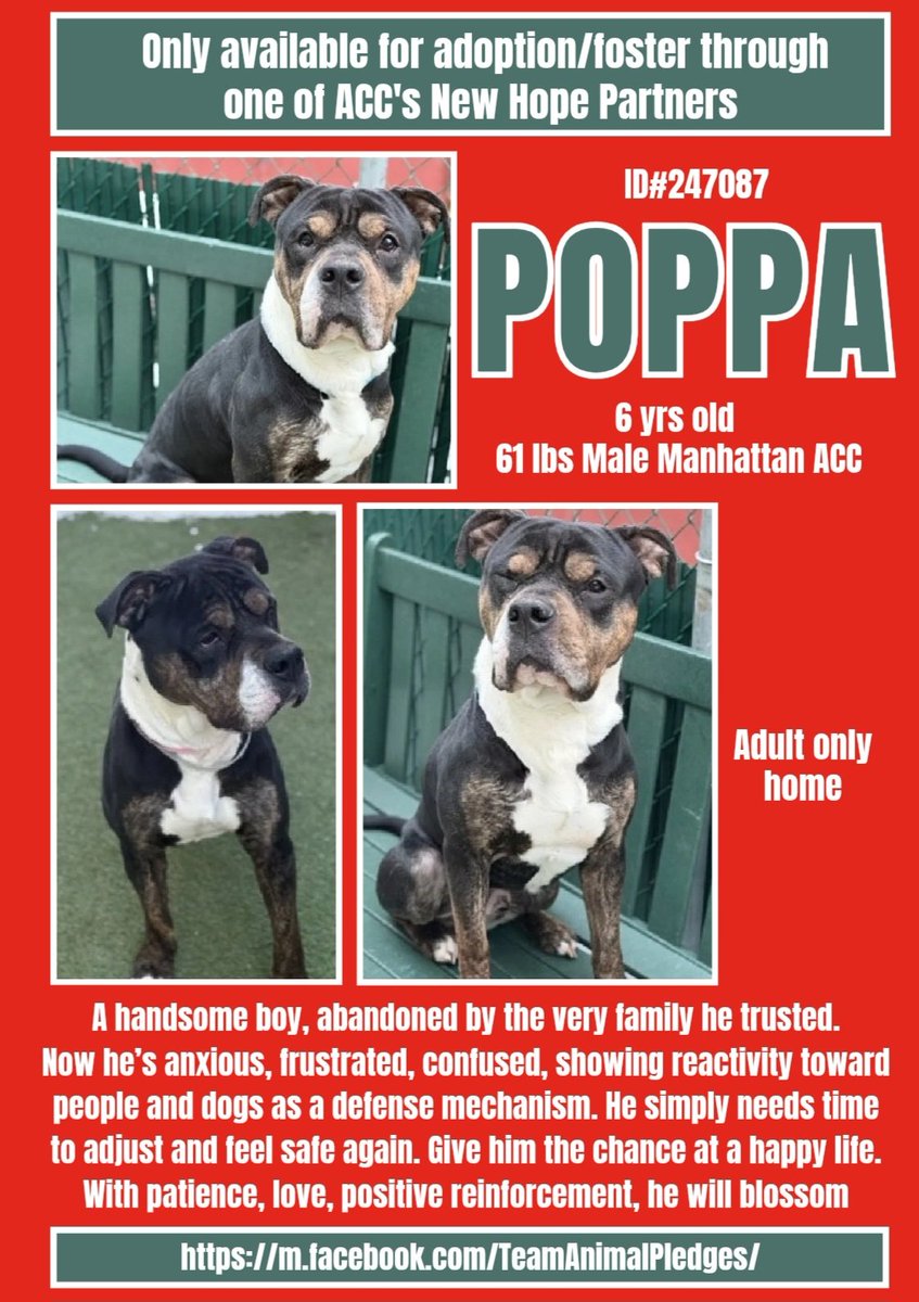 POPPA ♥️  #247087  6yr old Boy ♥️ #NYCACC
New to shelter owner surrender. Very beautiful 
boy in need of a loving home. He's afraid of 
strangers reactive to other dogs also. Needs 
training that he never had! At risk 🎯🆘 
#RescueOnly 
#Foster
#Pledge4Rescue
Needs a chance ♥️🏡