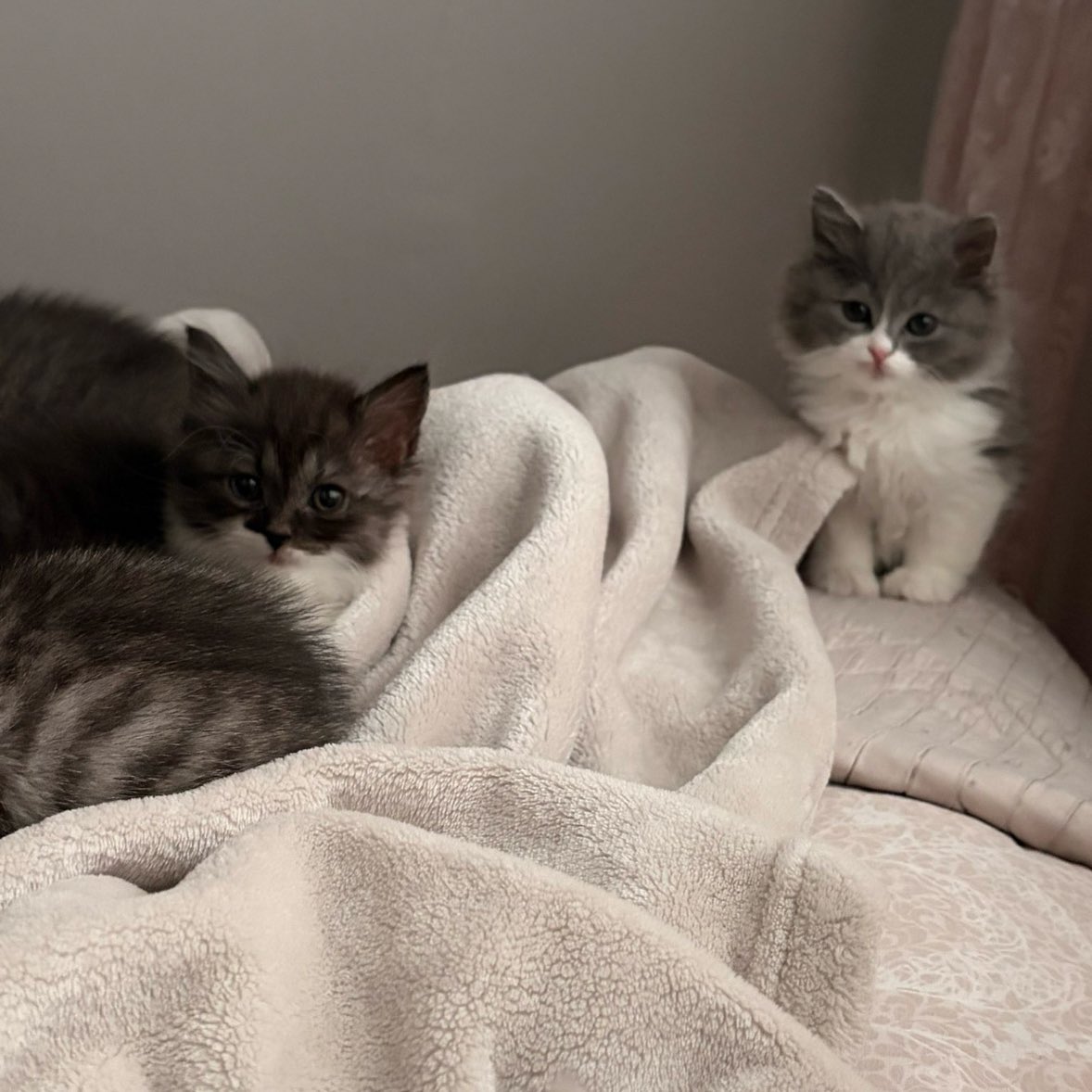 Mandalin tweet media