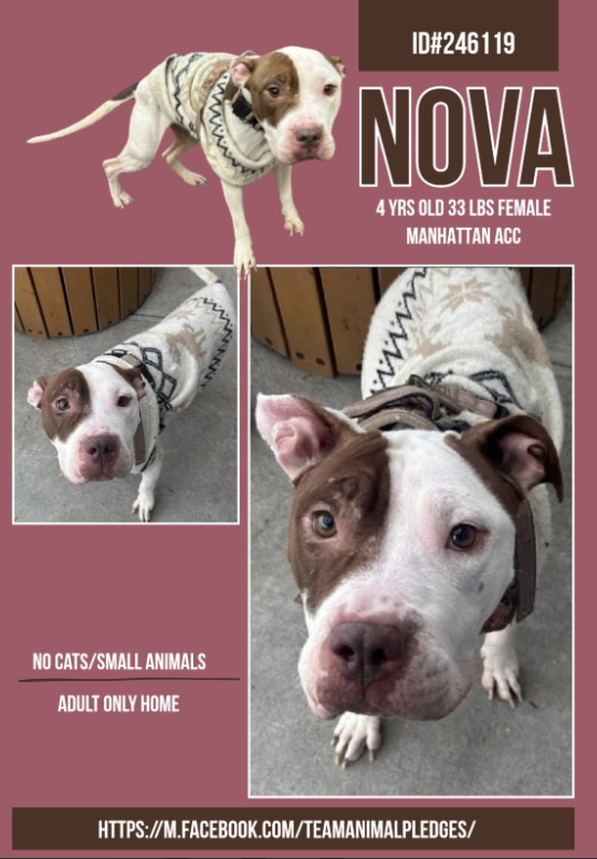 Nova💔🚑
#NewDogontheBlock 
nycacc.app/#/browse/246119 
#AdoptMe #FosterMe 
#Pledge4Rescue 

Poor Nova😭
🚑Underweight &amp; broken teeth 
Did you know dogs will chew on rocks, metal or anything to relieve hunger? 
Nova chewed many things, you can see her lack of nutrients by her teeth