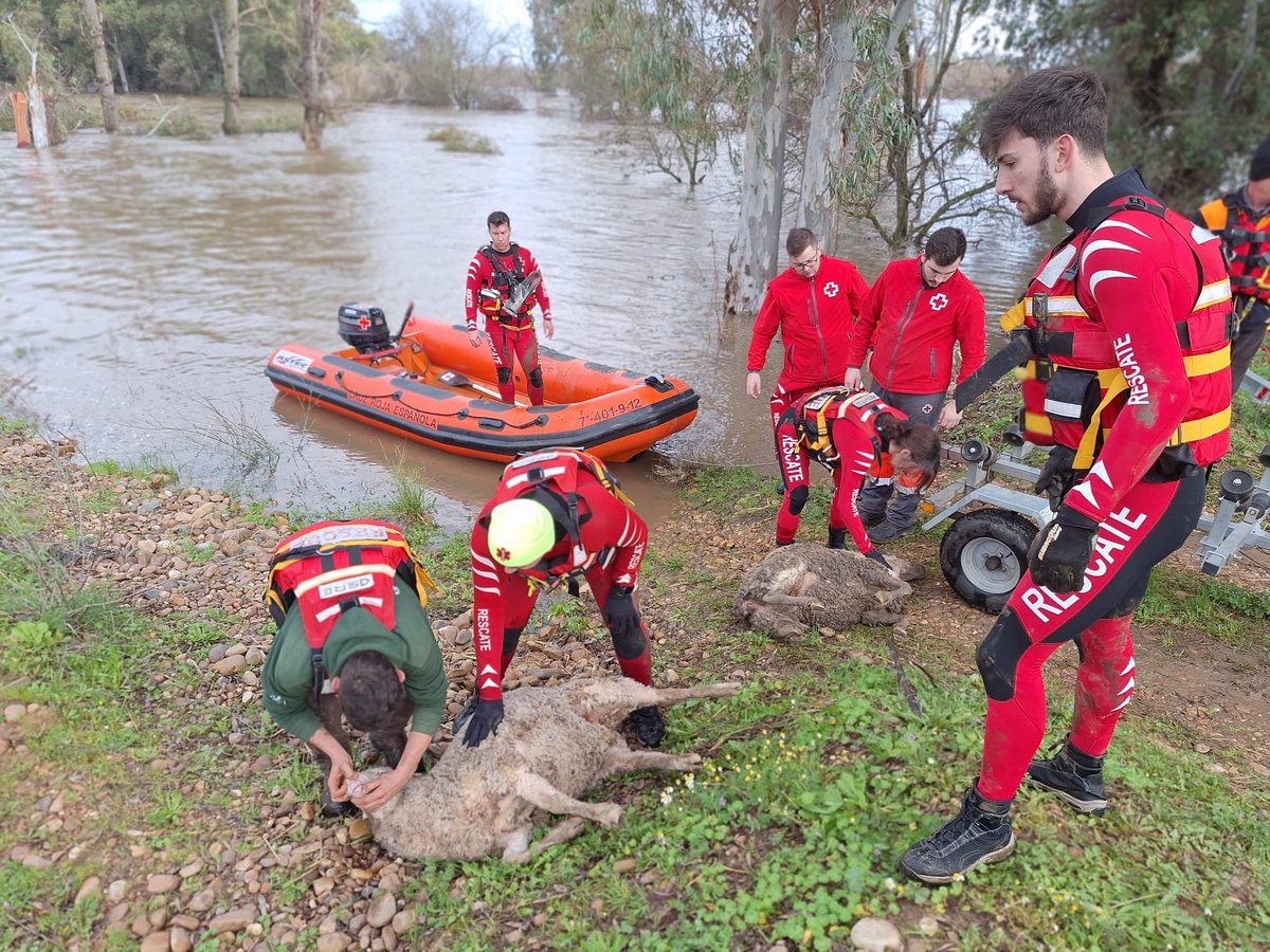 Durante la jornada de hoy, equipos acuáticos de <a href="/CRE_Emergencias/">Cruz Roja Emergencias</a> estan colaborando en distintos puntos de la región con varios servicios de emergencias en la atención a ganado que se encuentra aislado desde hace varios días por las crecidas del rios y arroyos.