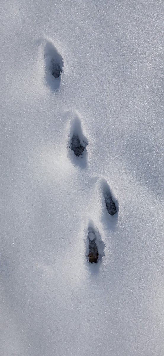 Bu hangi hayvanin ayak izi.