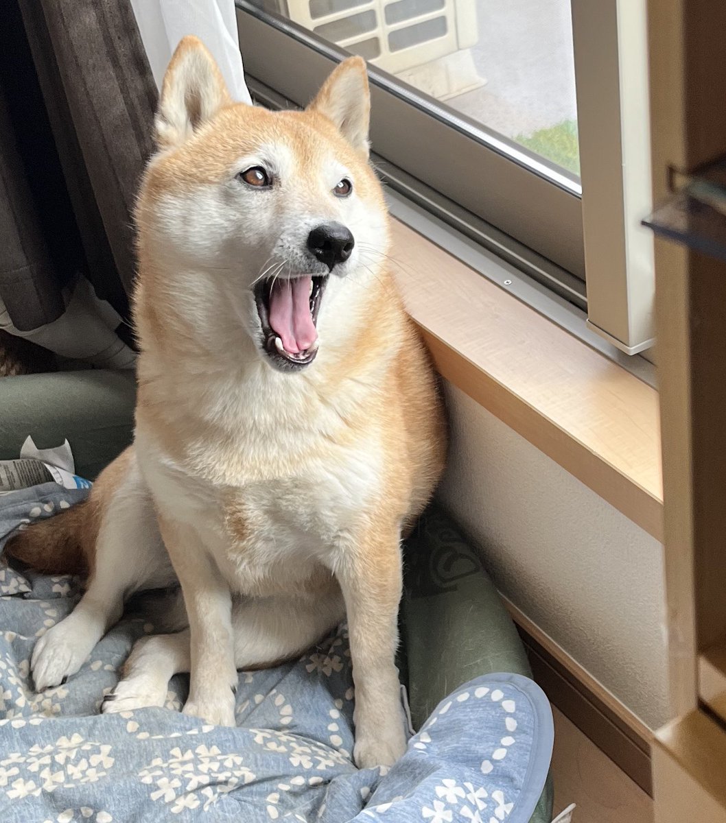 柴犬おとちゃん🐕5歳 (@0218_oto) / Posts / X