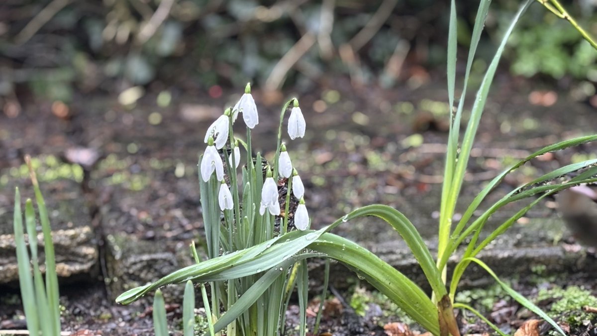 Be patient, Spring is just around the corner so it is.