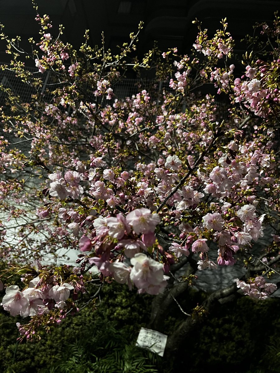 nanatter312's tweet photo. 河津桜がもう咲いてた🌸はやーい https://t.co/1FPscaVS2F