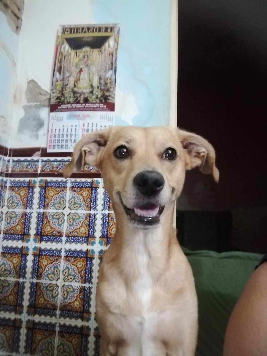 SilviaMylo's tweet image. Pobrecito con esa carita bonita y simpática 😞
Copio :
Este perrito, de 9 años, más bueno que el pan, se queda en la calle, porque la que lo ha estado alimentando en Carrión, un pueblo de Sevilla, está de alquiler y se va. No le importa nada decir que se busque la vida en la