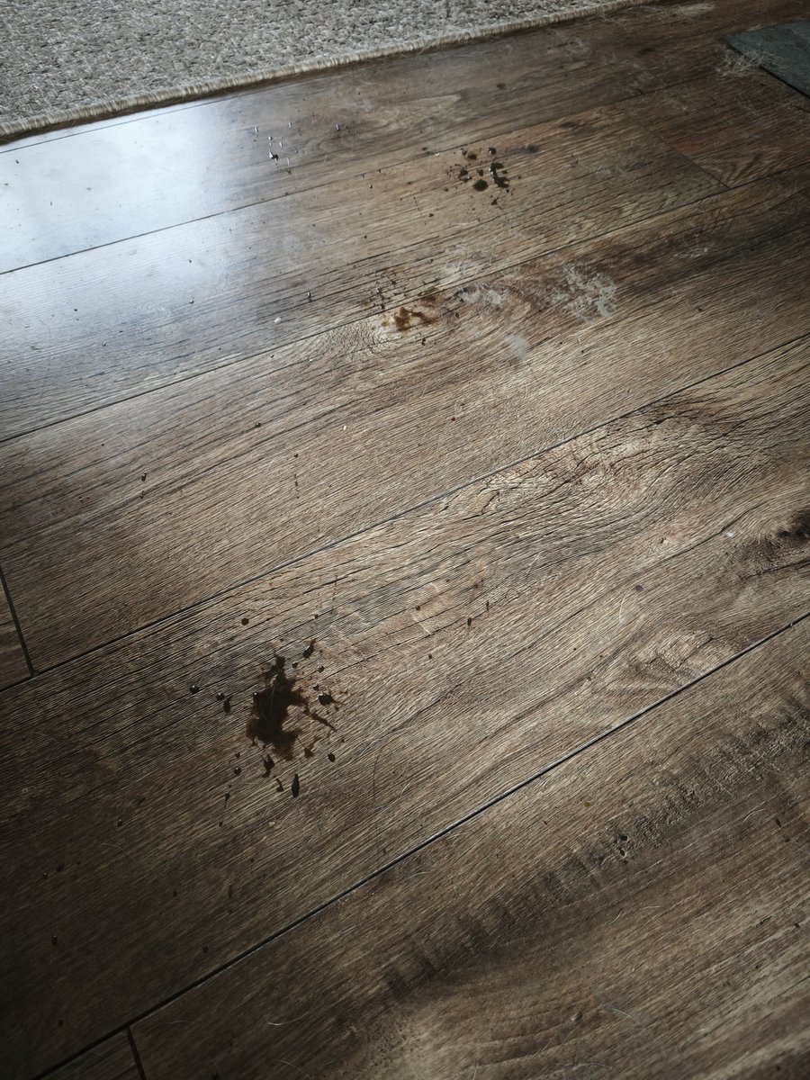 Est ce que le combo "gros chien à grosses patounes " et "hiver méga pluvieux en Bretagne"  ne va pas finir par avoir raison de ma santé mentale 
Si , oui, ya, yes 😭