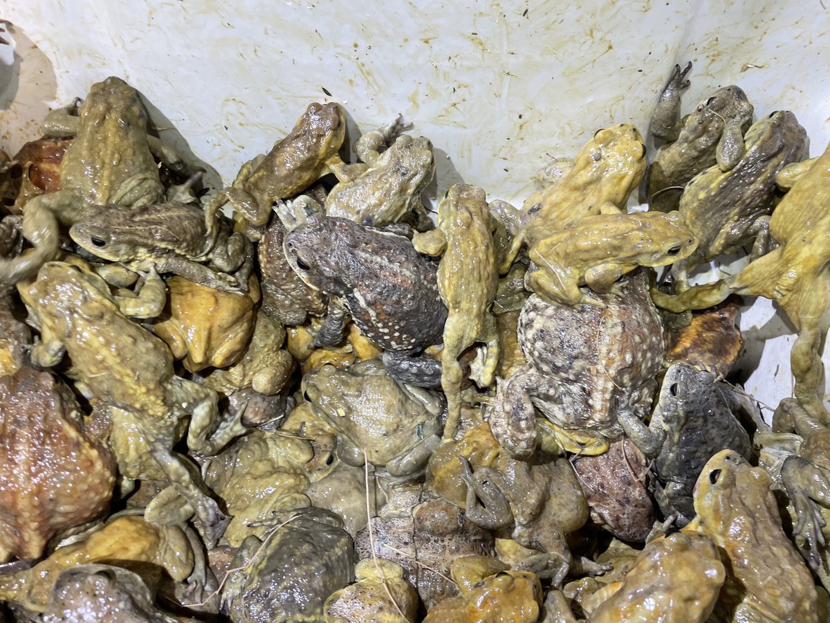 おーちゃん (@Ohchan_sub) / Posts / X