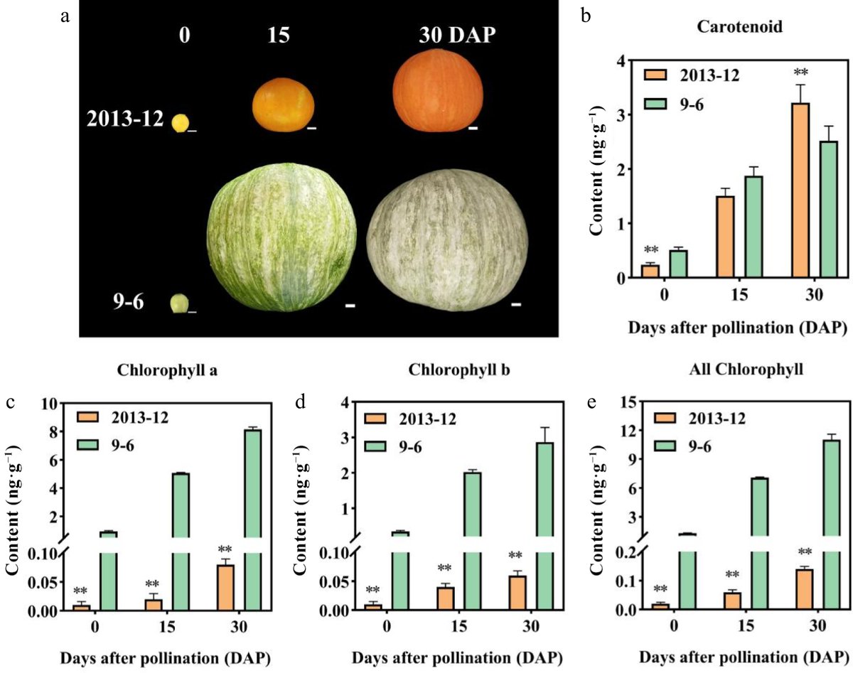 HortiPlant's tweet image. #VegetableRes 
Pumpkin peel color: carotenoid ratio drives red hues, chlorophyll content controls green-gray tones. Key genes CmaPSY1, BCH2, CHLH identified. 
@MaximumAcademic @sci_plant #Pumpkin #PeelColor
Details: maxapress.com/article/doi/10…