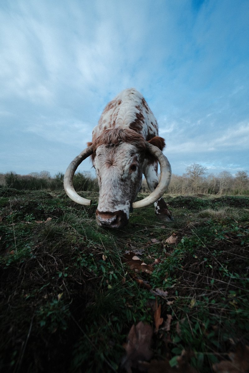 AstrHori tweet media