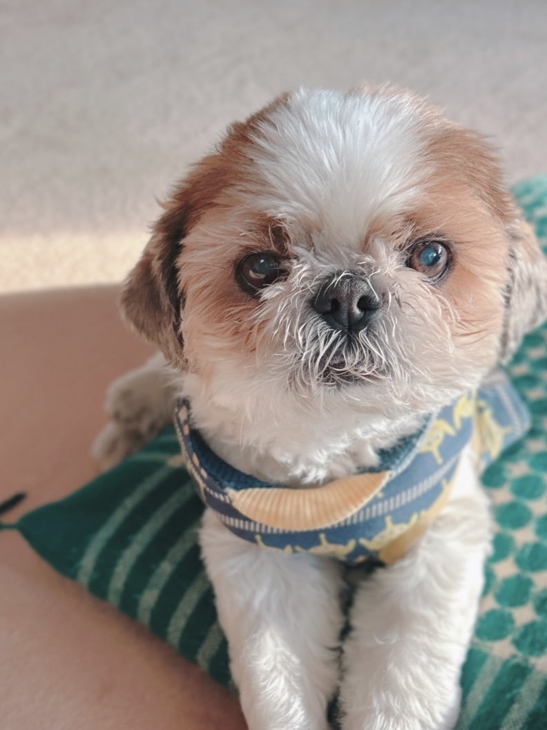 イルはシーズー (@Iru_Shih_Tzu) / Posts / X