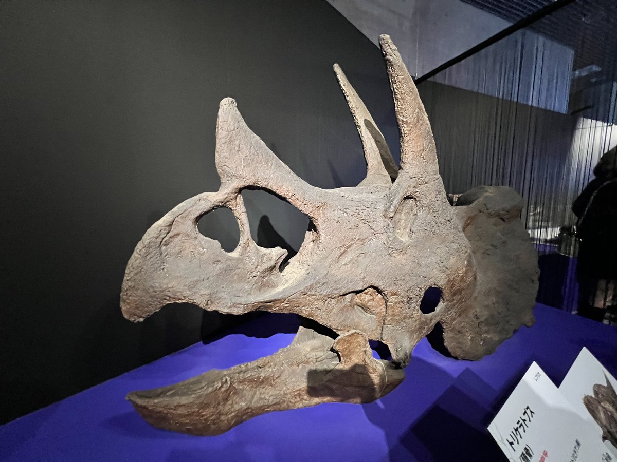 レニー🦖NFT『DinoRenny』Founder🦕 tweet media