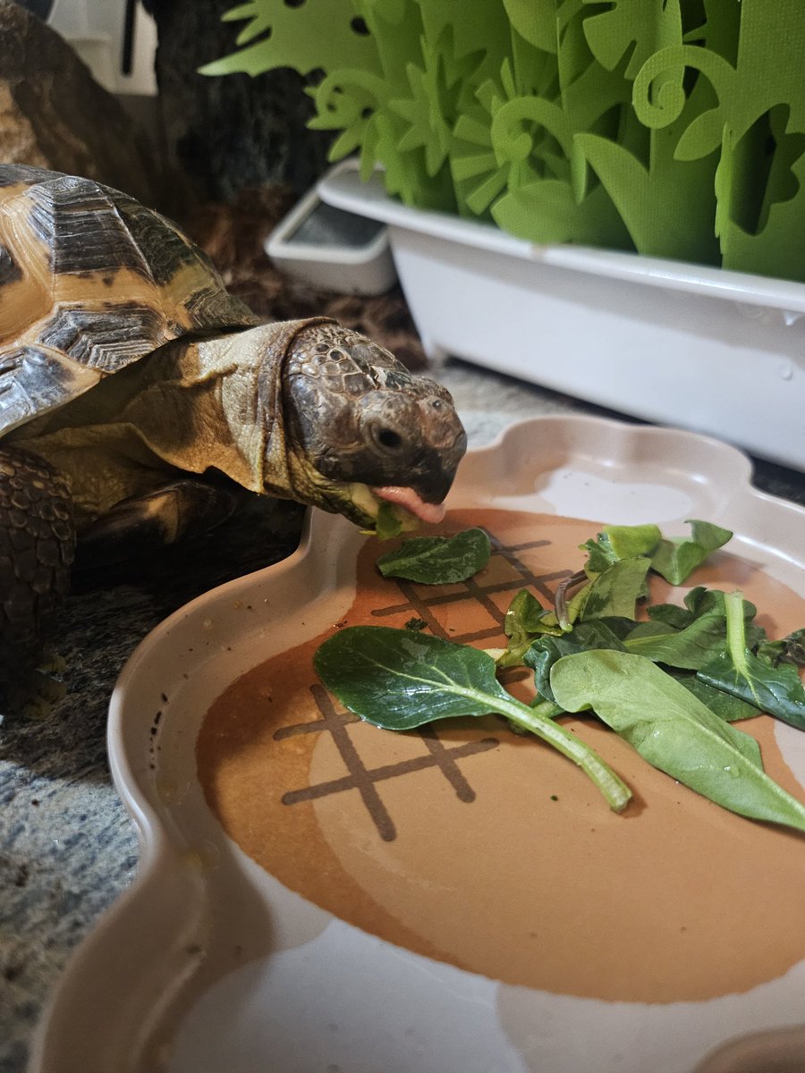 24時間爆睡したのち、のそのそ起きてきて、もうライトの消えた暗闇の中でご飯を食べるガメラ🐢ベロがかわいい👅💗