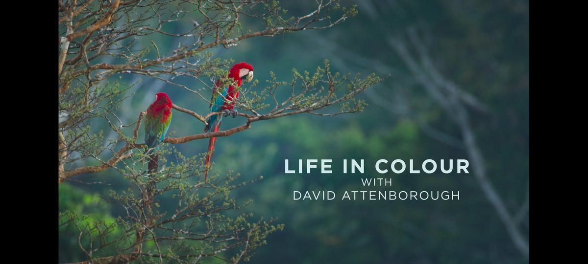 Karthi_Wanders's tweet photo. #LifeInColourWithDavidAttenborough சீரிஸ் ❤️
உலகத்துல இருக்குற அனைத்து வகையான விலங்குகளின் வாழ்க்கைலையும், நிறங்கள் எவ்வளவு முக்கியமானதுன்னு பேசுறது தான் இந்த சீரிஸ். வெறும் 3 எபிசோட் தான். ரொம்ப அருமையா இருக்கு. தெளிவா சொல்லியிருக்காங்க.🔥
1/3
#LifeInColour #DavidAttenborough https://t.co/AJAEYRehtd