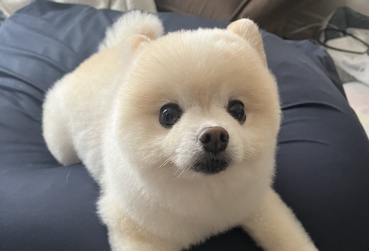 ぽんすけ大先生 (@yuyuyuyumee) / Posts / X