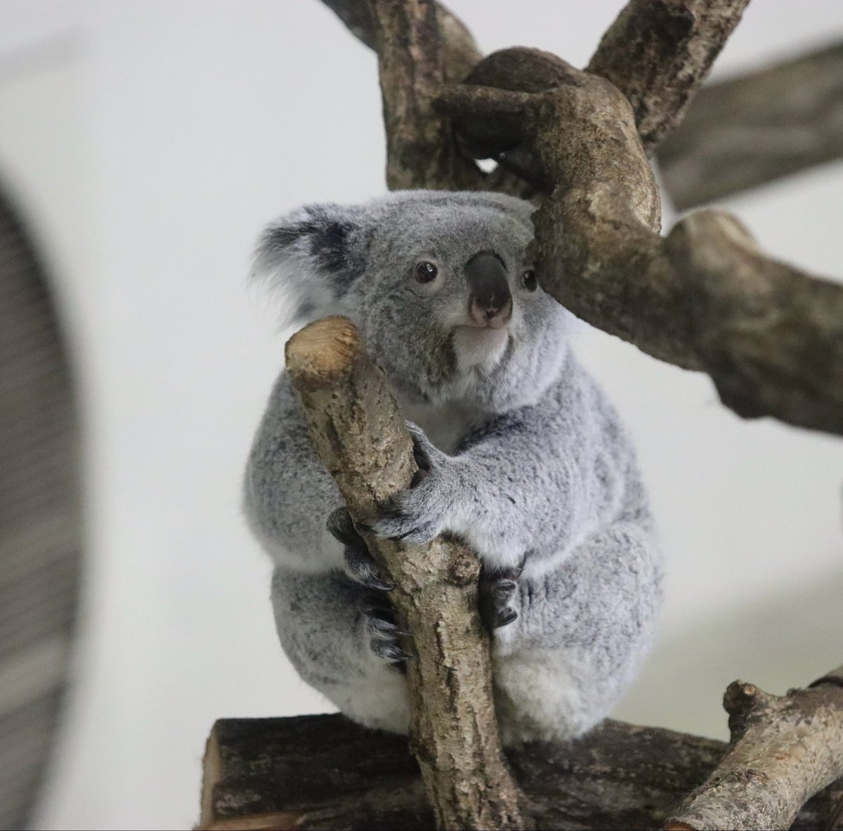 座高測定あずちゃん🫶 #多摩動物公園 #あずま #コアラ