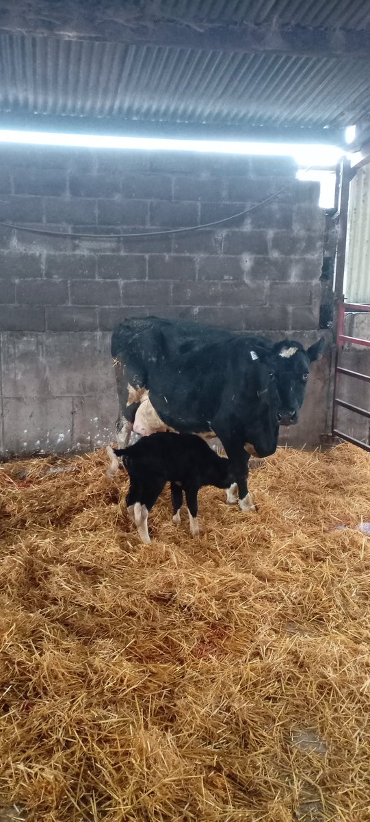 Joe Healy tweet media