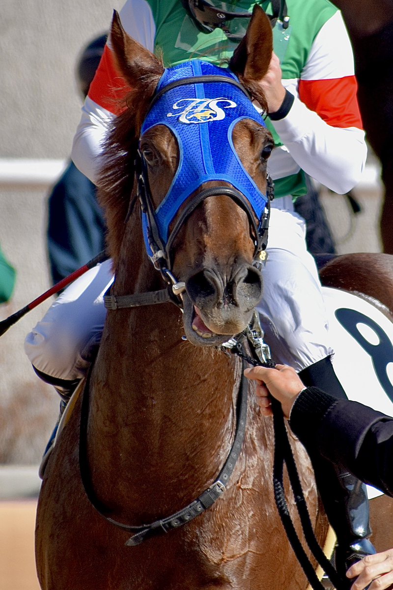 クラックショットが栗東ＴＣに帰厩。次走は２月２８日の小倉・ダ１７００ｍに向かう予定。レーシングスケジュールを眺めていて最初に目に留まった番組。３場開催のローカルで失礼ながら前走より相手関係が楽になりそうですし、舞台も合いそうなだけに楽しみです。心身の健康を維持していけますように🌠