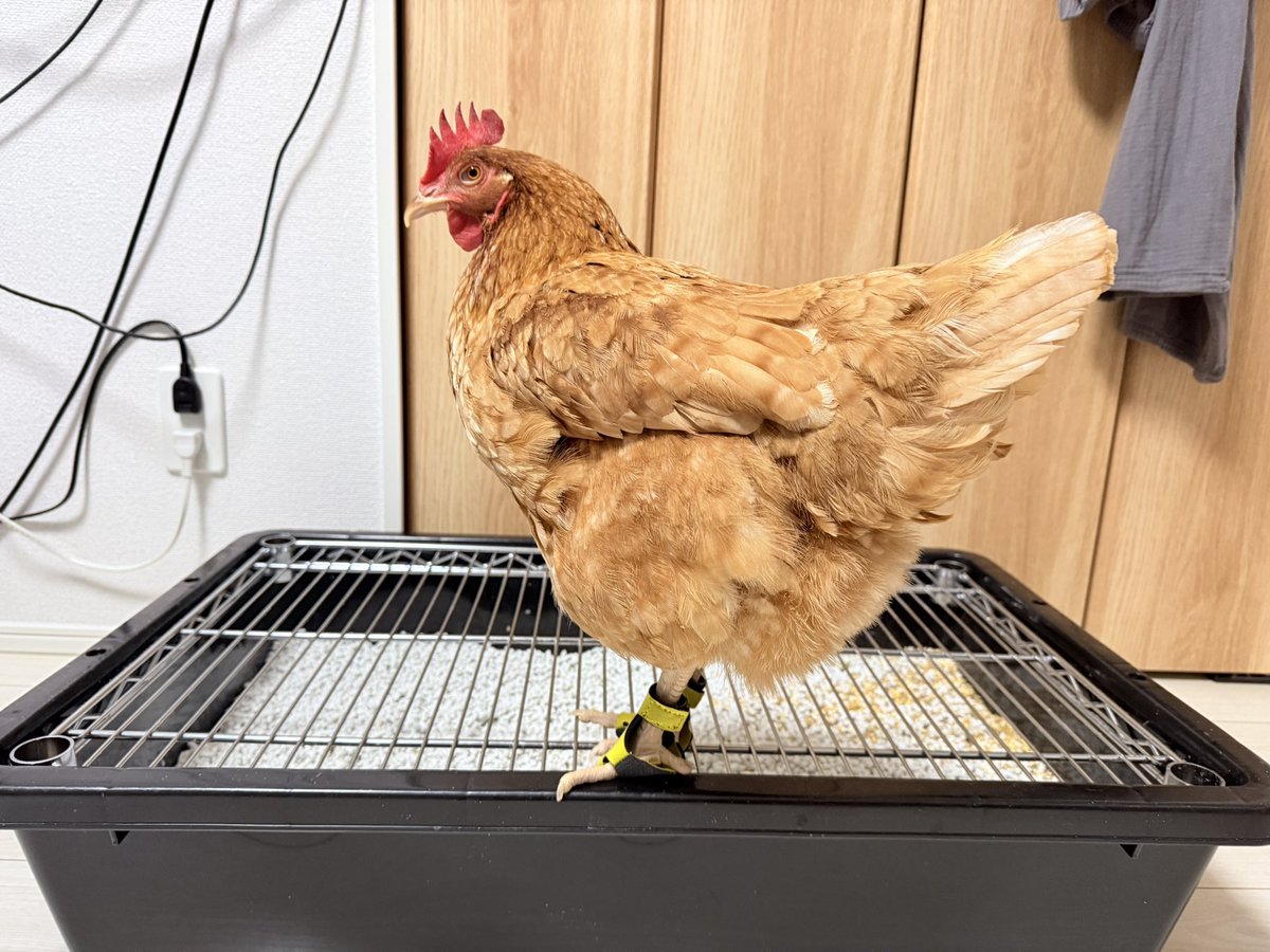 kana's tail 部屋にニワトリがいます。へやにわとり。 (@kana_tail