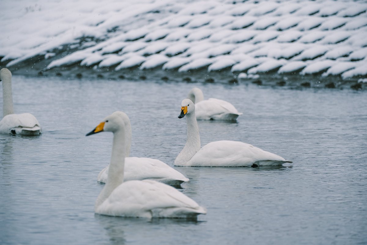 PenPen339's tweet image. 白鳥