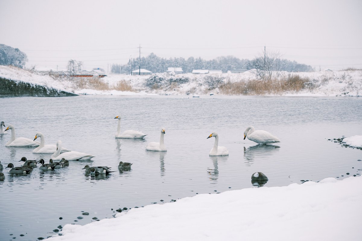 PenPen339's tweet image. 白鳥