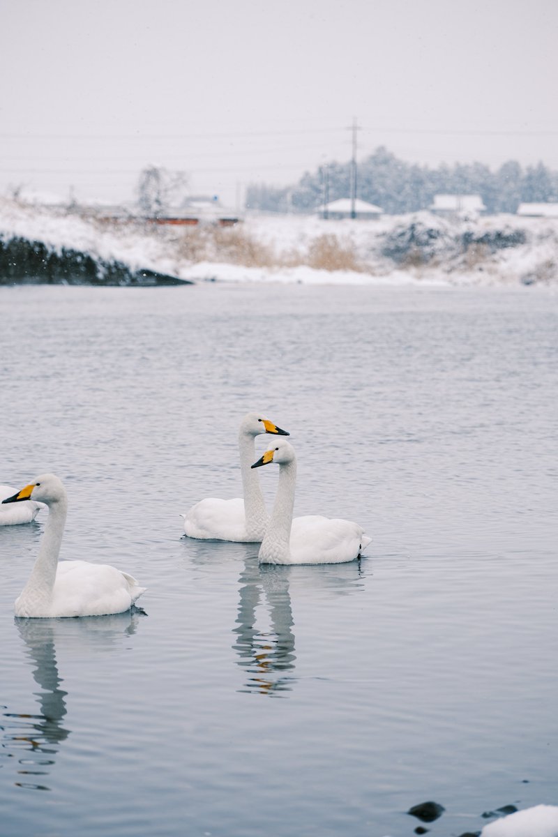 PenPen339's tweet image. 白鳥