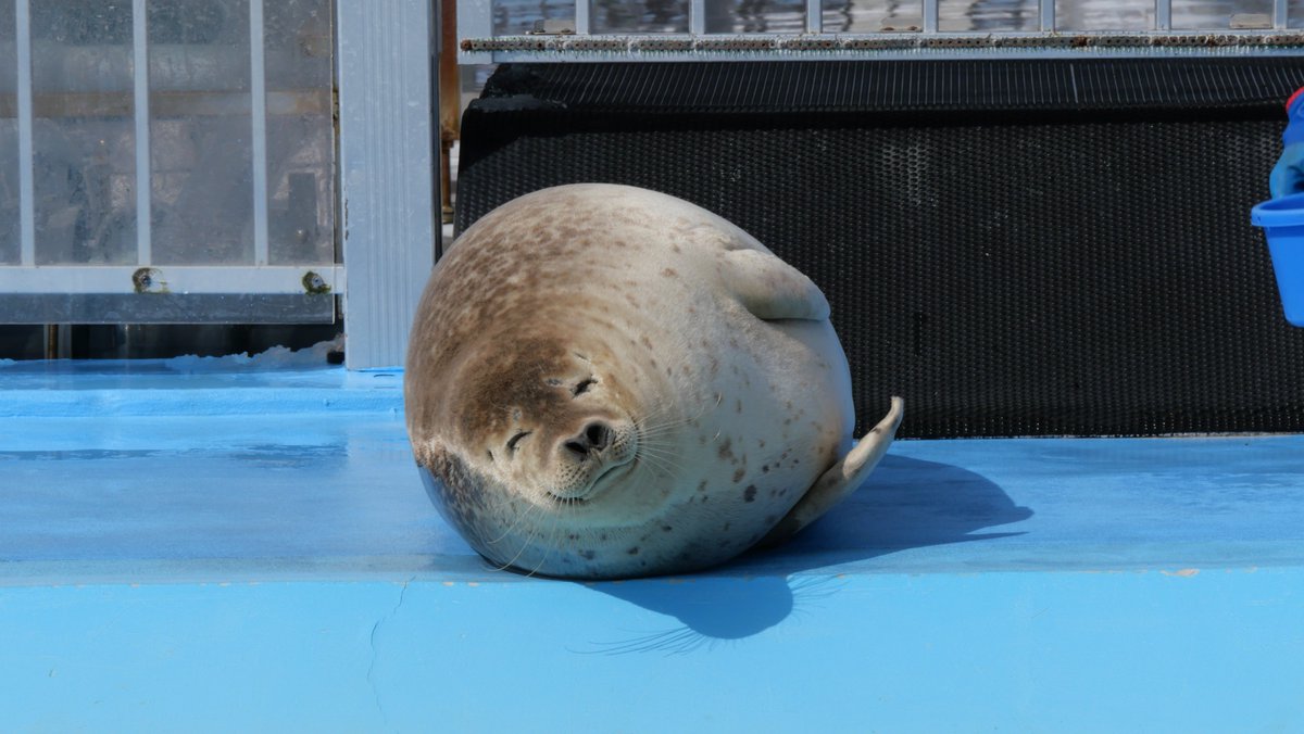 まるいあざらし 2025.03 #とっかりセンター （アザラシランド