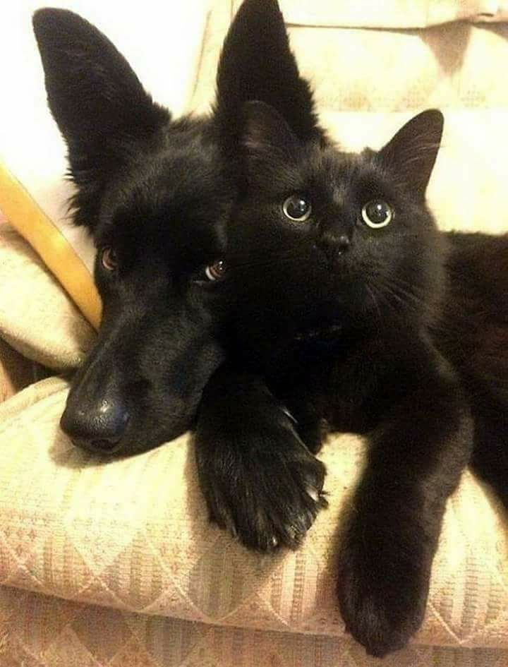 They’re best friends 🖤