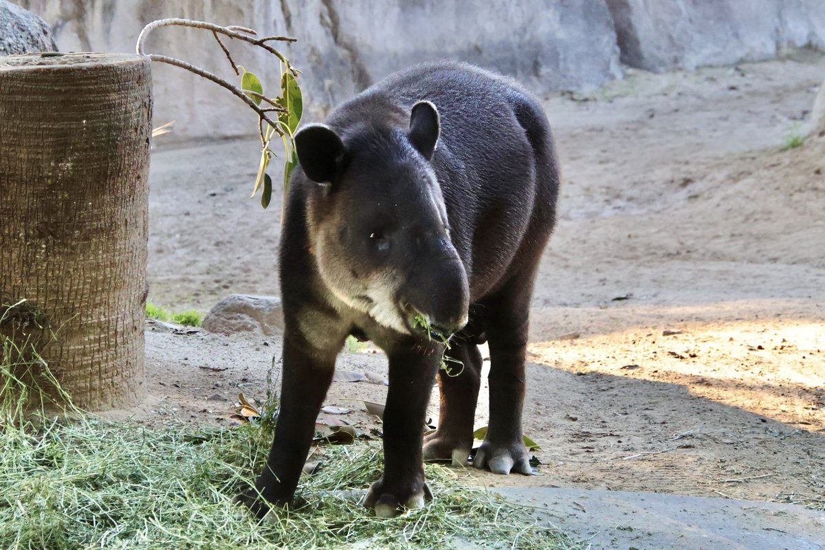 Mr.シンゲツ (@SGV_Destroyer) / Posts / X