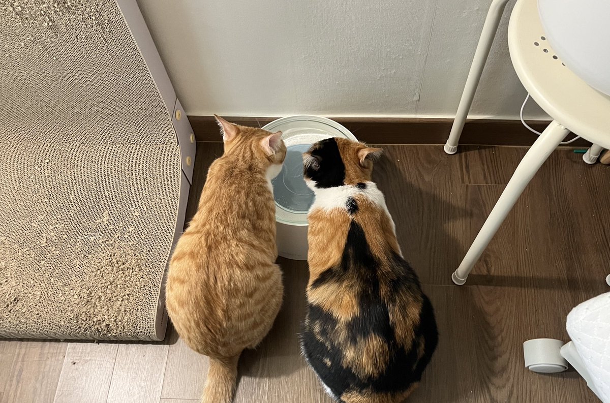 마론이와 뿌꾸 tweet media