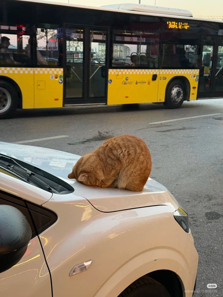 Posts Of Cats tweet media