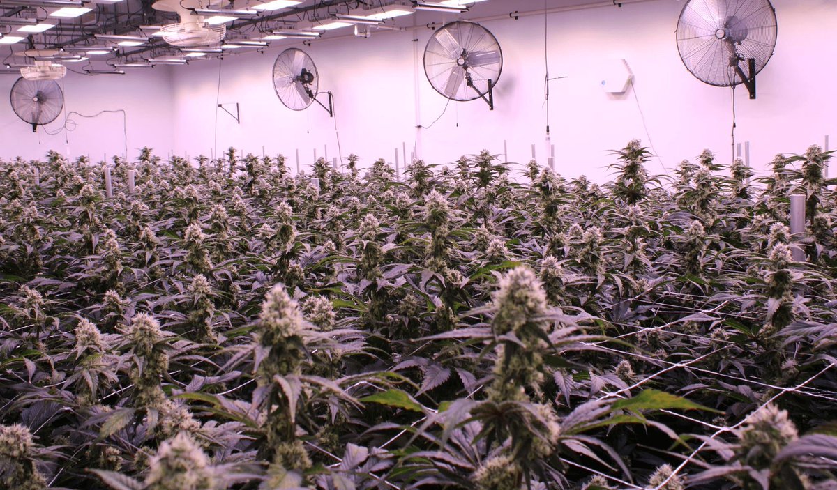zenleafca tweet picture