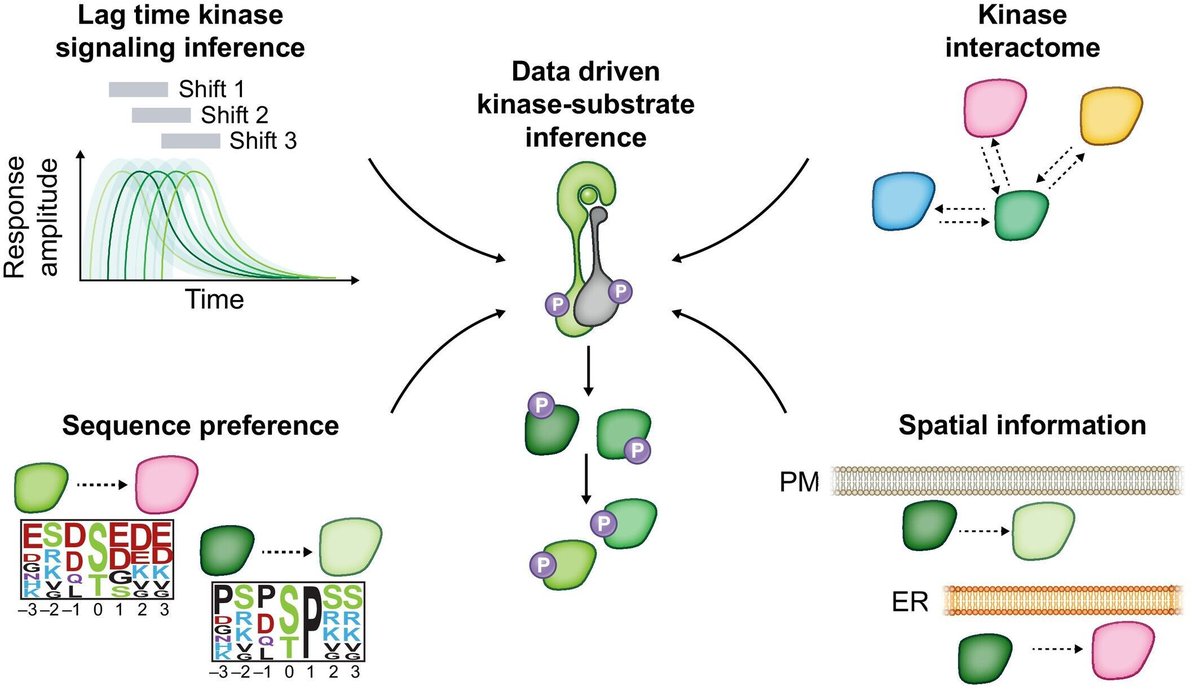 New Phytologist tweet media