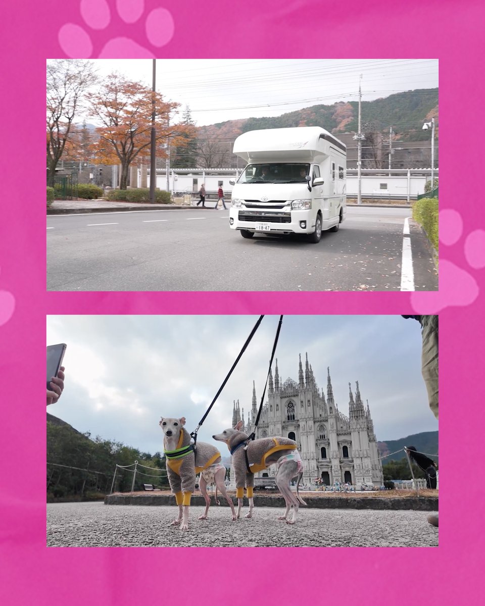 Head_Editor_Koo's tweet photo. #肉球編集部 明日放送���Ep9では
マロン記者と姉のリンダがキャンピングカーで東武ワールドスクエアを取材してきたゾ🚙🏕️
マロン記者のお声は #井口裕香(＠yukachiofficial) さんがご担当🎙️👏
東武ワールドスクエアに行けば、世界一周できちゃう！？🌏

放送は２月13日（金）夜7：30〜‼️ https://t.co/DNAyPXHBA0