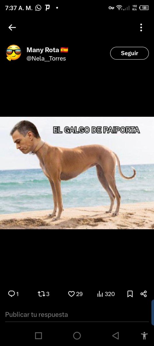 <a href="/Doct_Tricornio/">Doctor Tricornio</a> Galgo de paiporta