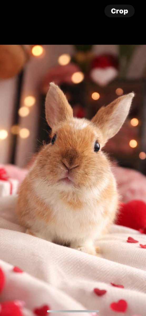 Please drop a ❤️ if you’d be my valentine 💝