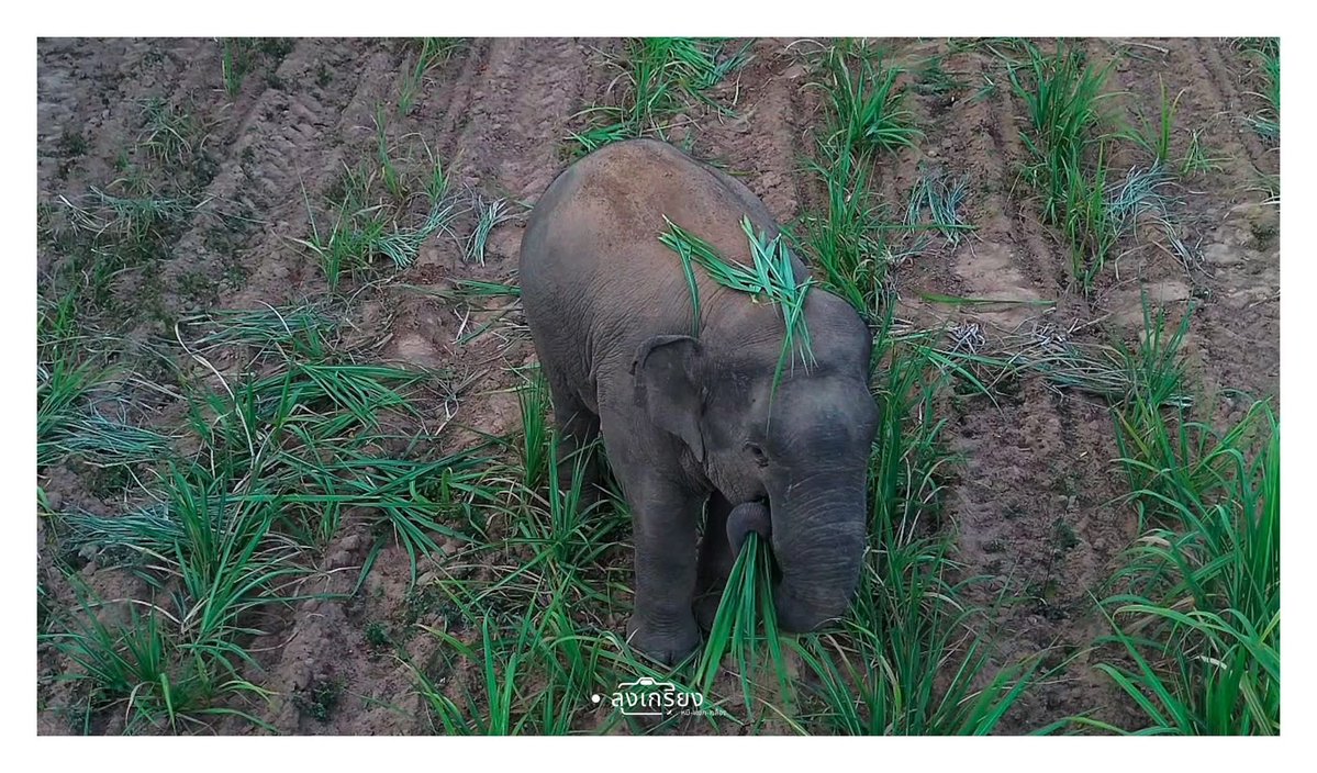 ช้างป่ากว่าจะได้เกิด กว่าจะโตได้ ต้องหากินกันเอง แล้วพี่พับเป็นช้างป่าที่อ้วนตุ๊บมาก แข็งแรงสุดๆ น้องหากินเก่งมาก น้องรู้ว่าตรงไหนมีอาหารก็เลยปักหลักอยู่บริเวณนั้น ใช้ชีวิตมีความสุข กินอิ่ม เล่นน้ำ ทำสปาโคลน นอน ไม่ได้ทำร้ายใครถ้าไม่มีใครไปรังแกเค้า #สีดอหูพับ