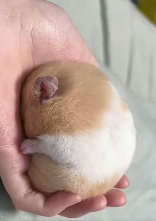 hammpp1's tweet image. 🐹ㅋㅋㅋㅋㅋㅋ
      숨고싶다..
      왜 안들렸지